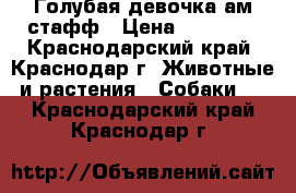 Голубая девочка ам.стафф › Цена ­ 10 000 - Краснодарский край, Краснодар г. Животные и растения » Собаки   . Краснодарский край,Краснодар г.